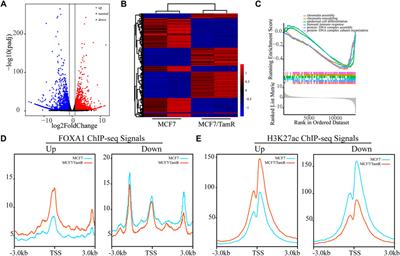 Genome-wide analysis of the FOXA1 transcriptional regulatory network identifies super enhancer associated LncRNAs in tamoxifen resistance